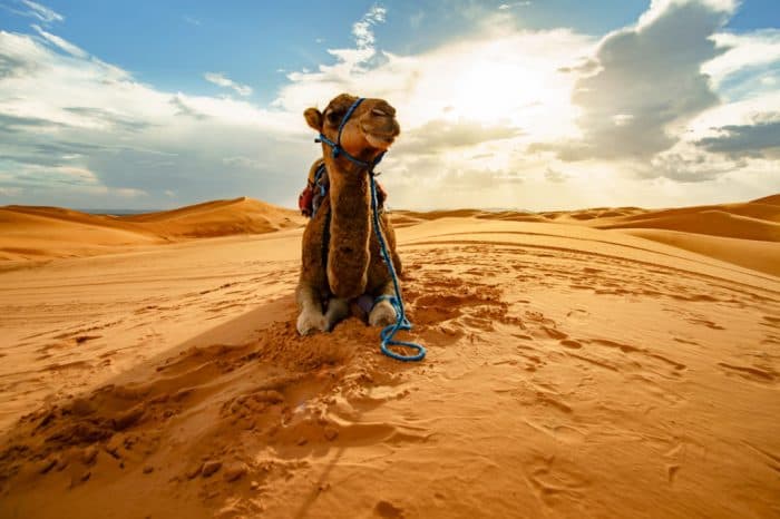 4 Days Desert Adventure from Marrakech to Sahara